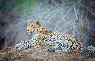 Resident leopard of the Vundu area