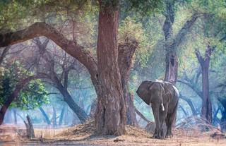 Elephant in the Blue Forest