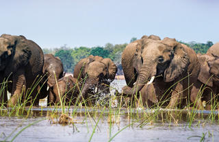 Elephants in the Zambezi River
