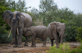 Elephant _ Wildlife 
