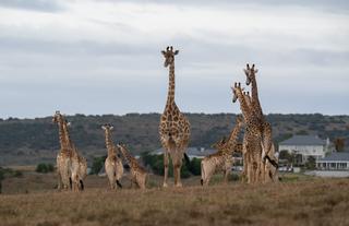 Wildlife 