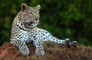 Shamwari Private Game Reserve