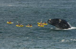 GREAT WHALE WATCHING OPPORTUNITIES