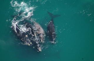 WHALE WATCHING AT ITS BEST