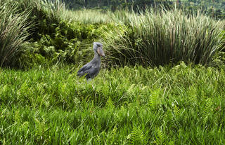 Shoebill