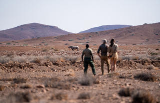 Wilderness Desert Rhino Camp