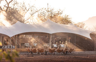 Wilderness Desert Rhino Camp