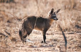 Okonjima Nature Reserve