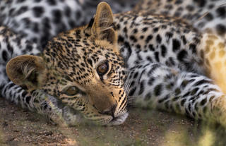 Leopard Tracking Activity