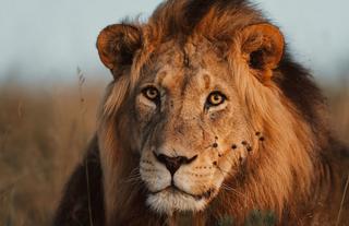 Lalibela Wildlife Reserve 