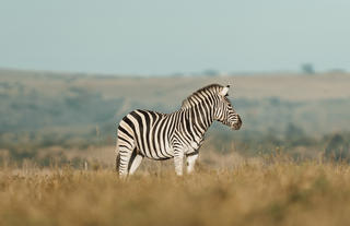 Lalibela Wildlife Reserve 