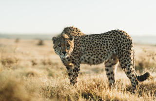 Lalibela Wildlife Reserve