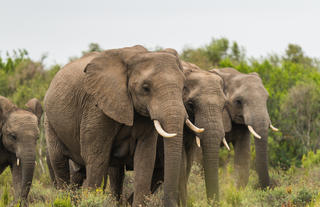 Lalibela Wildlife Reserve 