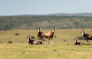 Lalibela Wildlife Reserve 