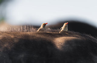 Lalibela Wildlife Reserve 