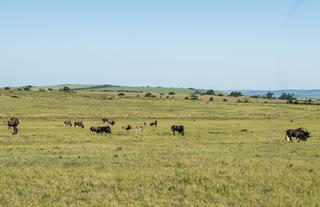Lalibela Wildlife Reserve 