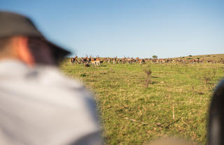 Lalibela Wildlife Reserve 