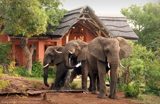 Elephants at Lodge