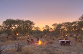 Feline Fields by Mantis outdoor bush dinner 