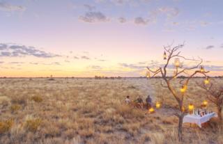 Feline Fields by Mantis outdoor bush dinner 