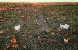 Feline Fields by Mantis star bed