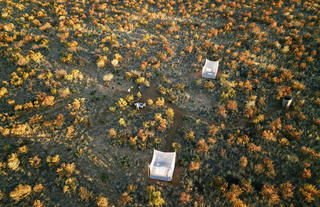 Feline Fields by Mantis star bed