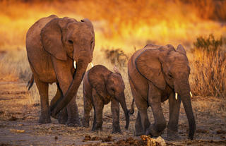 Jabali Ridge - Elephants 
