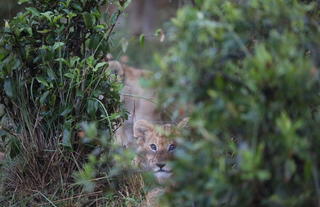 Spirit of the Masai Mara