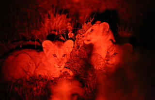 Spirit of the Masai Mara