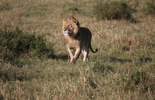 Spirit of the Masai Mara