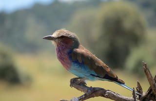 Spirit of the Masai Mara