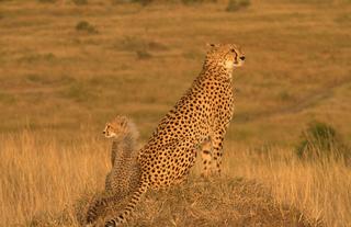 Spirit of the Masai Mara