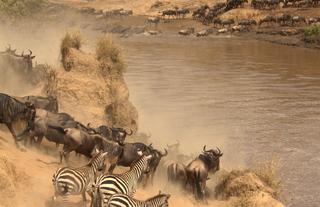 Spirit of the Masai Mara