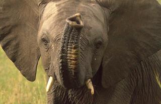 Spirit of the Masai Mara