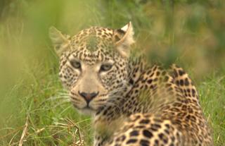 Spirit of the Masai Mara
