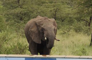 Spirit of the Masai Mara