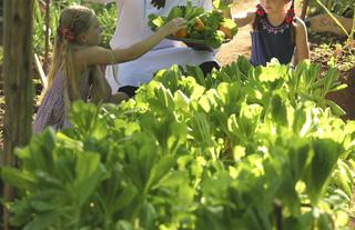 Organic vegetable garden
