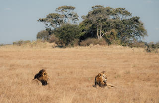 Lion viewing at Busanga