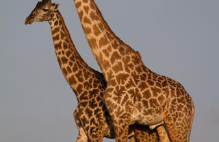 Maasai Giraffe