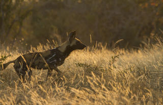 WIld Dog on the move