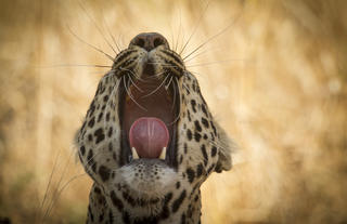 Leopard yawn