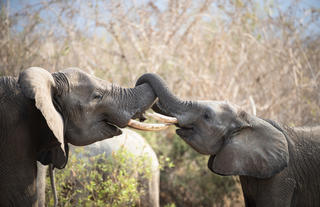 Elephant kiss