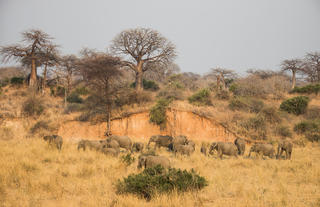 Typical Ruaha scenery - Elephants & Baobabs