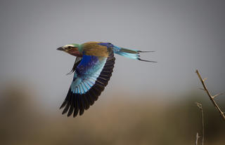 Lilac Breasted Roller