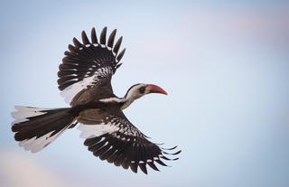 Ruaha Red-Billed Hornbill