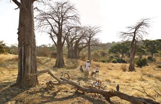 Baobabs & bush breakfast