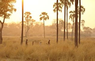 Walking safari