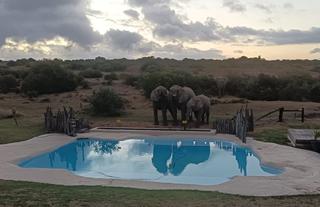 Hlosi Game Lodge - Elephants by the swimming pool