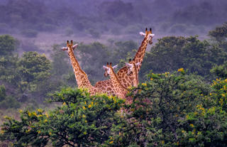Hlosi Game Lodge - Giraffes 