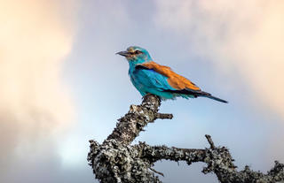 Hlosi Game Lodge - Birds of Amakhala 